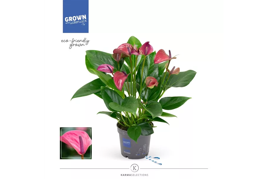 Flamingoblume 'KARMA Purple' Topfgröße 12 cm, Pflanzenhöhe 35 cm