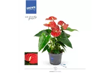 Flamingoblume 'KARMA Red' Topfgröße 12 cm, Pflanzenhöhe 35 cm