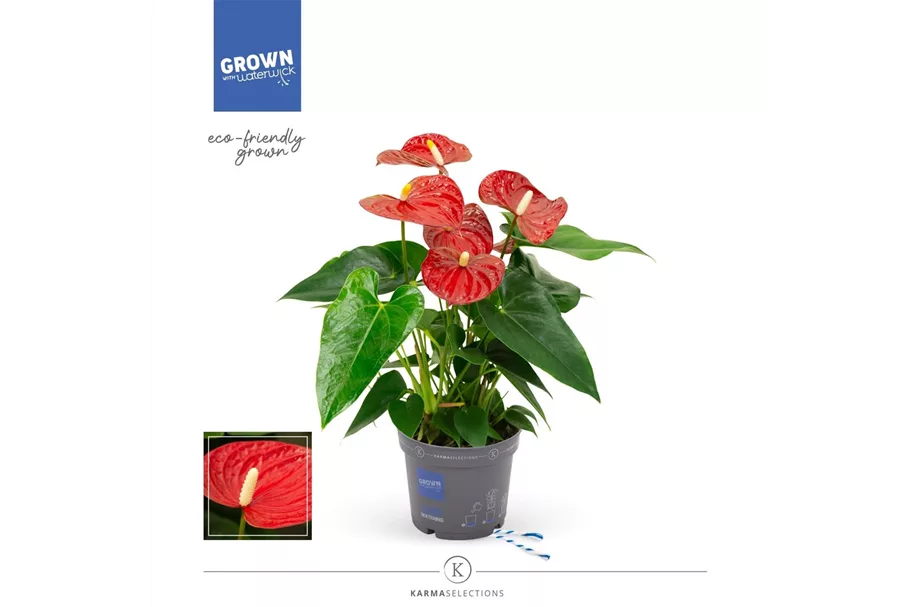 Flamingoblume 'KARMA Red' Topfgröße 12 cm, Pflanzenhöhe 35 cm