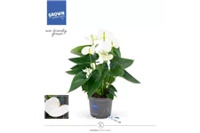 Flamingoblume 'KARMA White' Topfgröße 12 cm, Pflanzenhöhe 35 cm