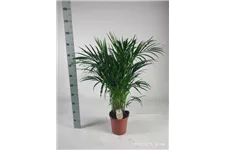 Goldfruchtpalme Topfgröße 21 cm, Pflanzenhöhe 100 cm