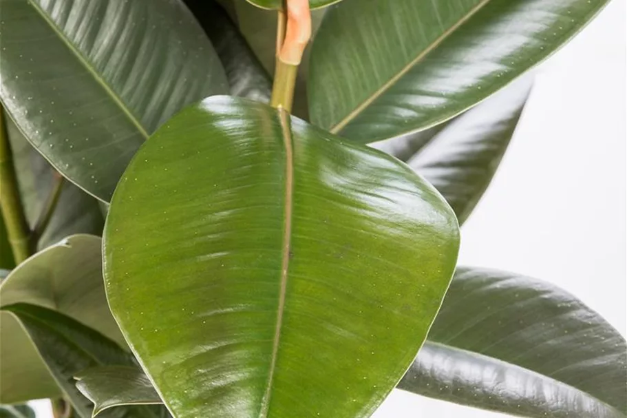 Gummibaum 'Robusta' Topfgröße 17 cm, Pflanzenhöhe 45 cm