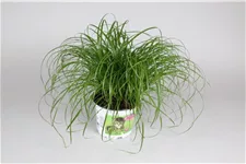 Katzengras Topfgröße 12 cm, Pflanzenhöhe 30 cm