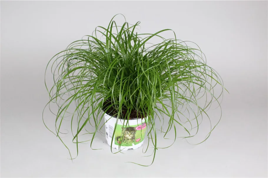 Katzengras Topfgröße 12 cm, Pflanzenhöhe 30 cm