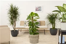 Philodendron Topfgröße 27 cm, Pflanzenhöhe 150 cm