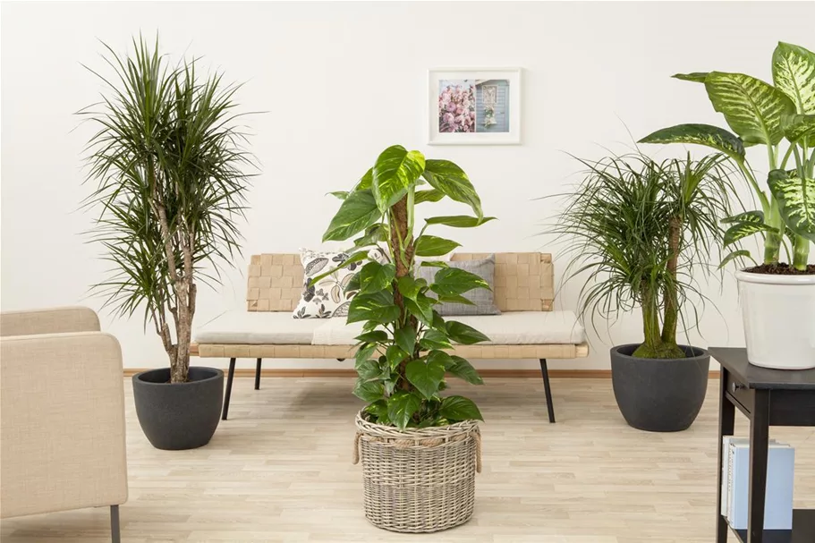 Philodendron Topfgröße 27 cm, Pflanzenhöhe 150 cm