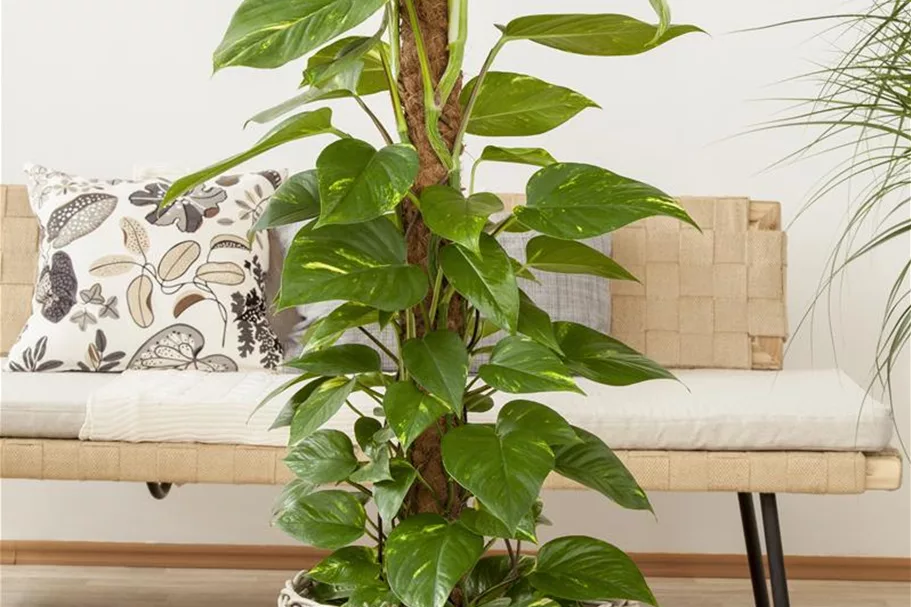 Philodendron Topfgröße 27 cm, Pflanzenhöhe 150 cm