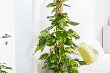 Philodendron Topfgröße 27 cm, Pflanzenhöhe 150 cm