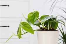 Philodendron Topfgröße 27 cm, Pflanzenhöhe 150 cm