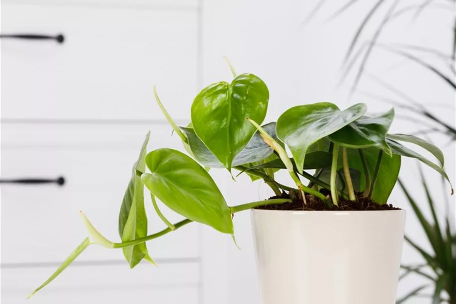 Philodendron Topfgröße 27 cm, Pflanzenhöhe 150 cm