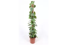 Philodendron Topfgröße 27 cm, Pflanzenhöhe 150 cm