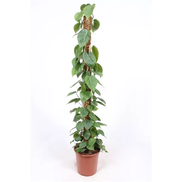 Philodendron