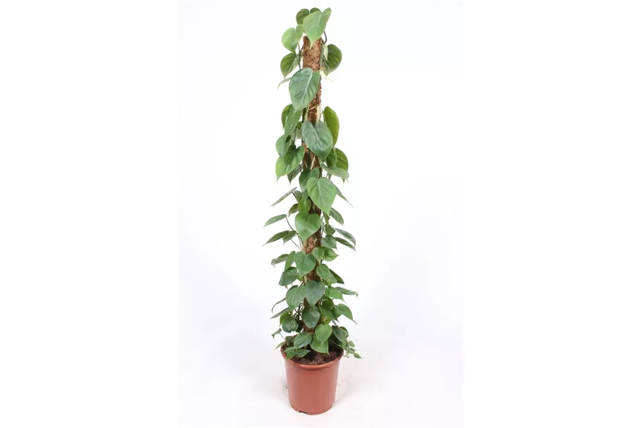 Philodendron Topfgröße 27 cm, Pflanzenhöhe 150 cm