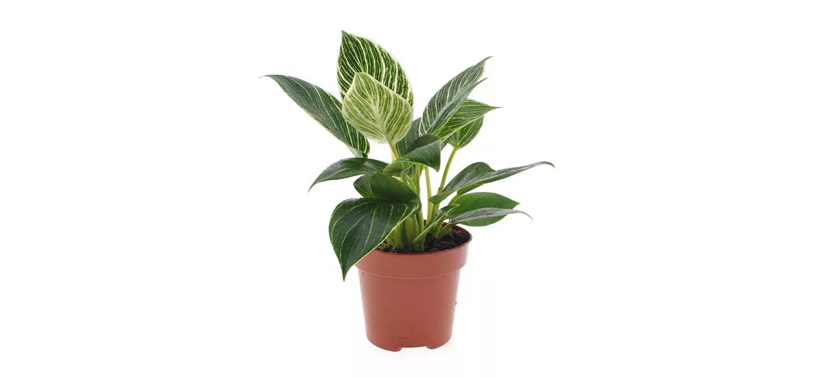 Philodendron 'White Wave' Topfgröße 12 cm, Pflanzenhöhe 25 cm