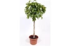 Schmalblättriger Gummibaum 'Amstel King' Topfgröße 40 cm, Pflanzenhöhe 170 cm