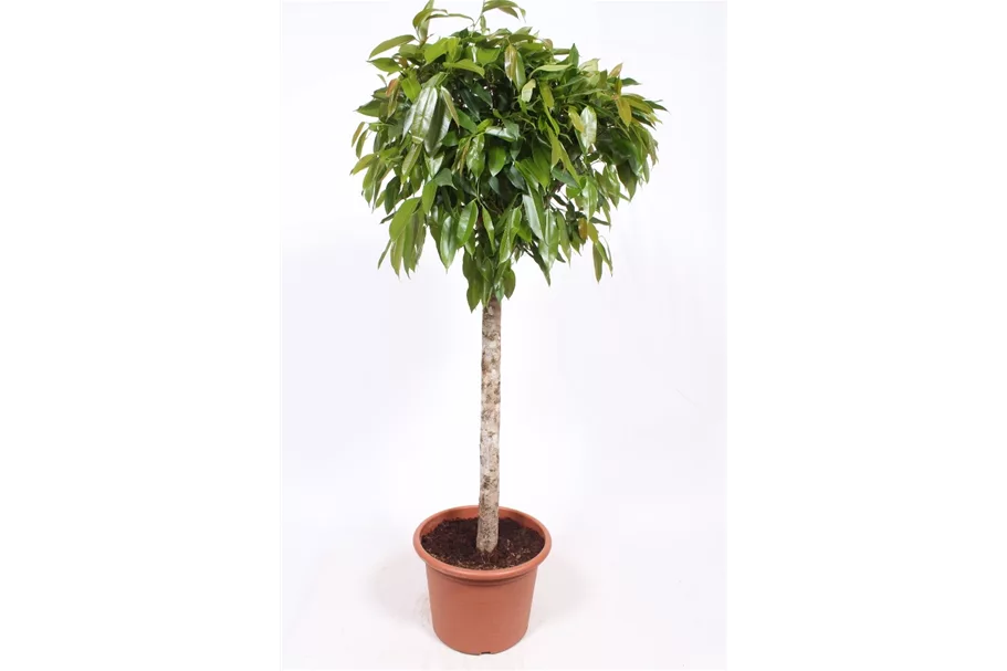 Schmalblättriger Gummibaum 'Amstel King' Topfgröße 40 cm, Pflanzenhöhe 170 cm