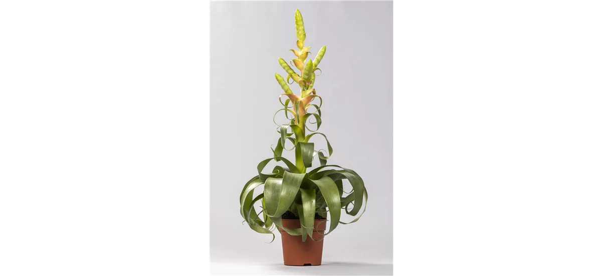 Tillandsie 'Samantha' Topfgröße 12 cm, Pflanzenhöhe 55 cm