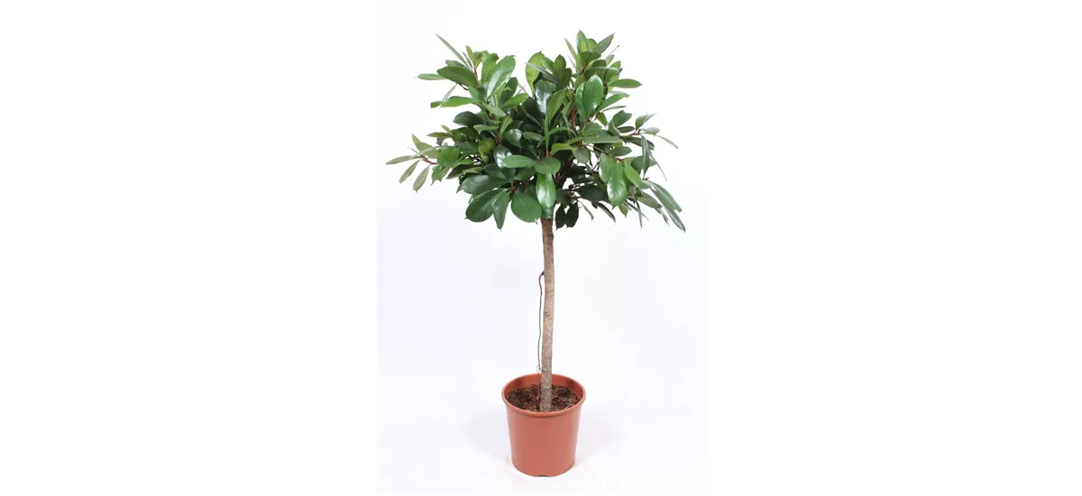 Verzweigter Gummibaum Topfgröße 30 cm, Pflanzenhöhe 150 cm