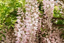 Wisteria floribunda 'Rosea'