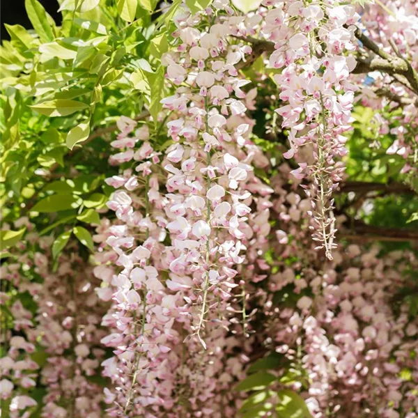 Wisteria floribunda 'Rosea'