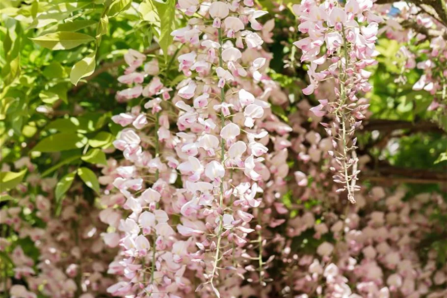 Wisteria floribunda 'Rosea'