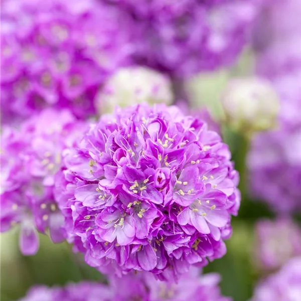 Breitblättrige Grasnelke 'Ballerina Lilac'