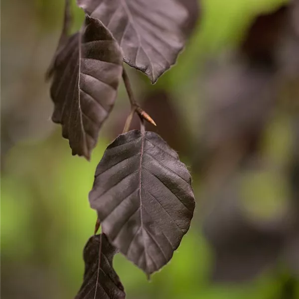 Blutbuche 'Purple Fountain'