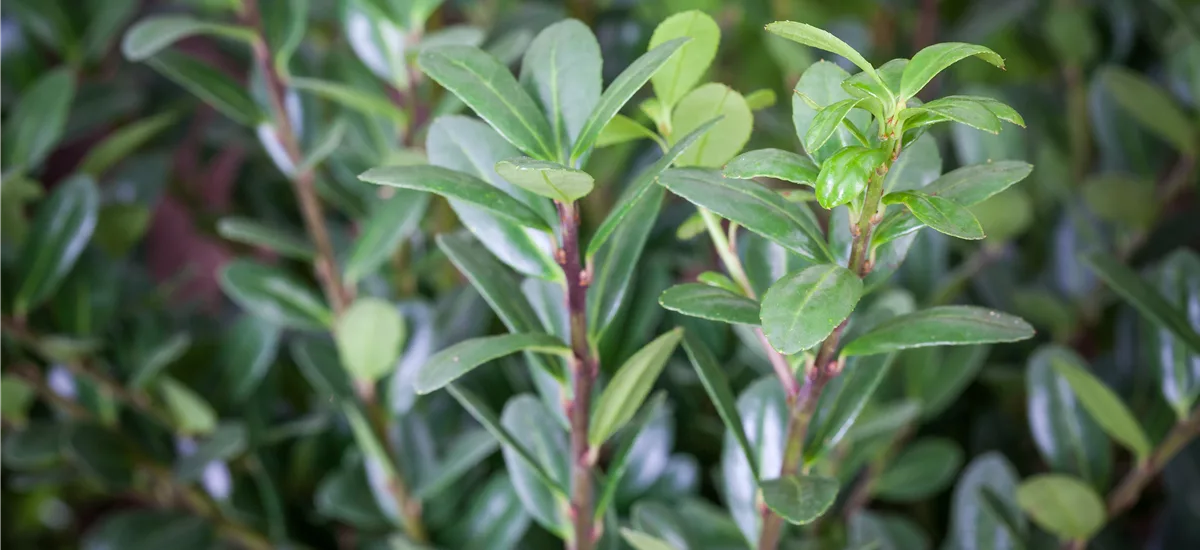 Berg-Ilex 'Dark Hedge' Topfgröße 2 Liter / Höhe 20-25cm