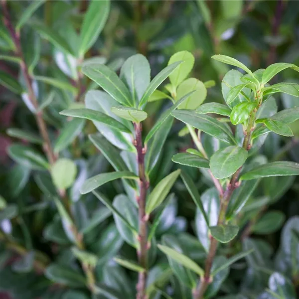 Berg-Ilex 'Dark Hedge'