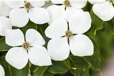 Amerikanischer Blumen-Hartriegel 'Eddie´s White Wonder' Topfgröße 5 Liter / Höhe 50-60cm