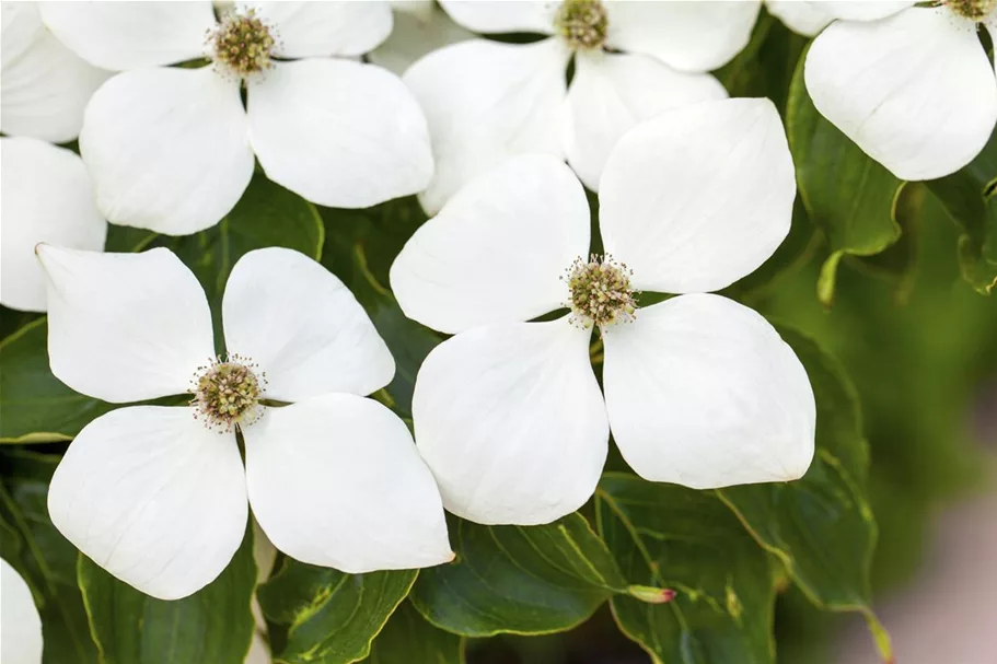 Amerikanischer Blumen-Hartriegel 'Eddie´s White Wonder' Topfgröße 5 Liter / Höhe 50-60cm