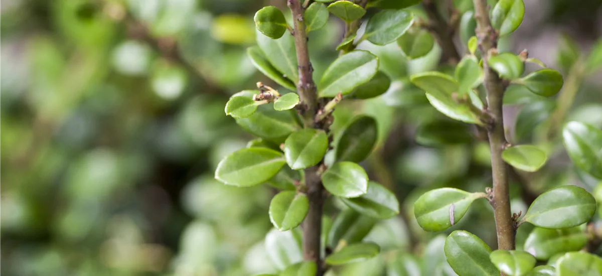 Berg-Ilex 'Fructu Luteo' Kugel, Topfgröße 10 Liter / Höhe 30-35cm