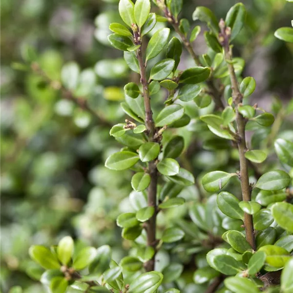 Berg-Ilex 'Fructu Luteo'