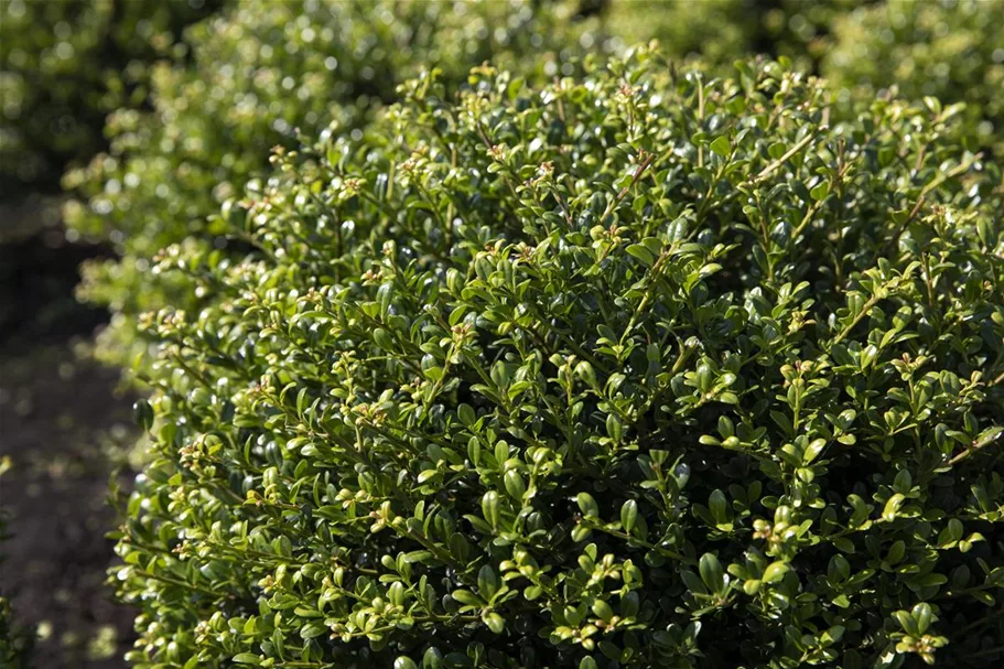 Berg-Ilex 'Glorie Gem' Topfgröße 5 Liter / Höhe 25-30cm