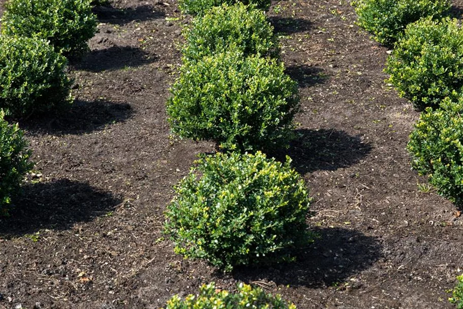 Berg-Ilex 'Glorie Gem' Topfgröße 5 Liter / Höhe 25-30cm