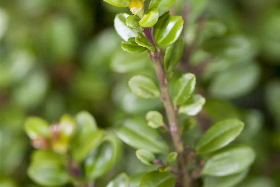 Berg-Ilex 'Glorie Gem' Topfgröße 2 Liter / Höhe 20-25cm