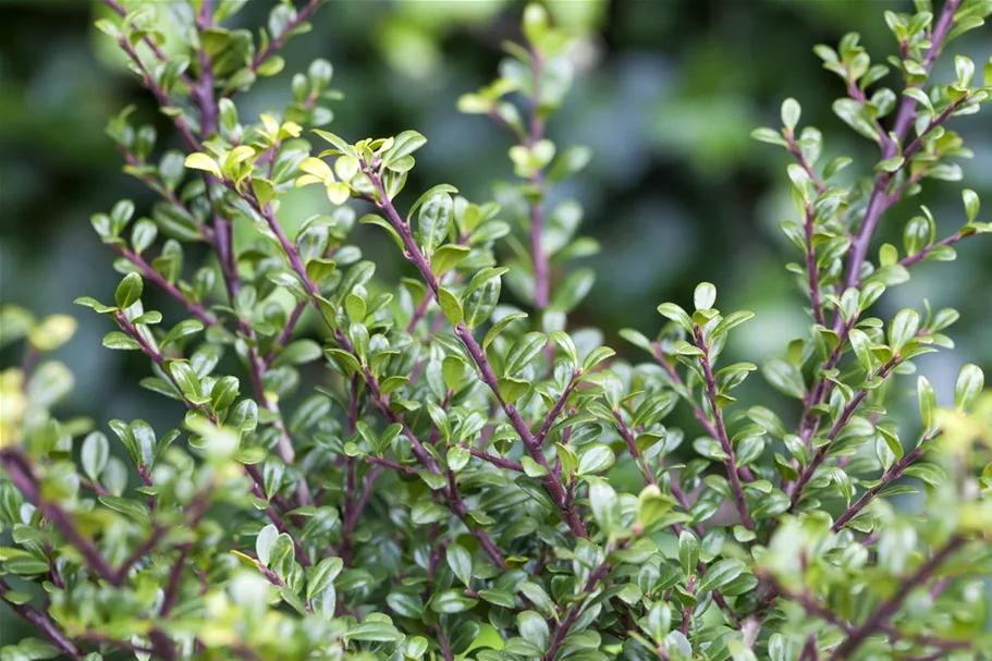 Berg-Ilex 'Glorie Gem' Topfgröße 2 Liter / Höhe 20-25cm