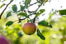 Malus domestica 'Cox Orange' Stammhöhe 40cm, Topfgröße 5 Liter