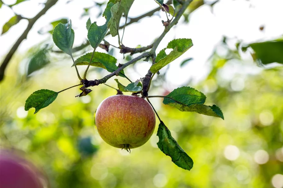 Malus domestica 'Cox Orange' Stammhöhe 40cm, Topfgröße 5 Liter