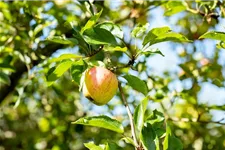 Malus domestica 'Cox Orange' Stammhöhe 40cm, Topfgröße 5 Liter