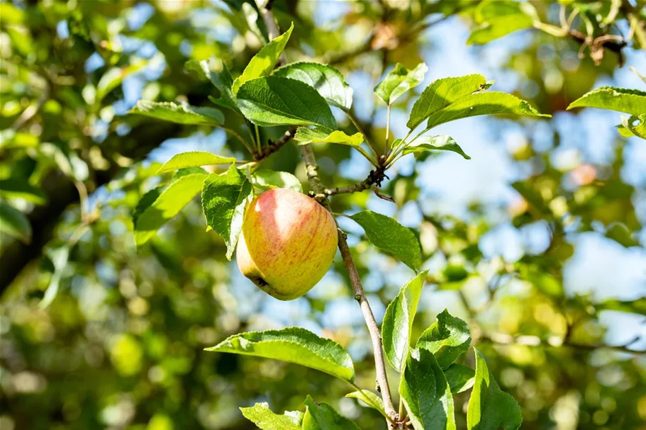 Malus domestica 'Cox Orange' Stammhöhe 40cm, Topfgröße 5 Liter