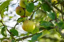 Malus domestica 'Cox Orange' Stammhöhe 40cm, Topfgröße 5 Liter