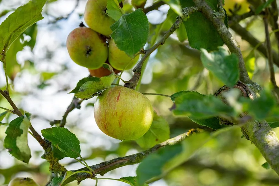 Malus domestica 'Cox Orange' Stammhöhe 40cm, Topfgröße 5 Liter