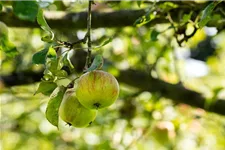 Malus domestica 'Cox Orange' Stammhöhe 40cm, Topfgröße 5 Liter