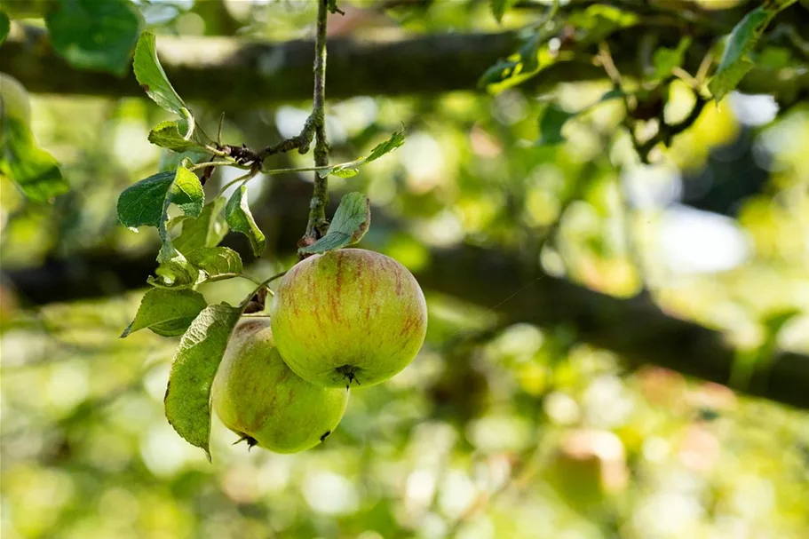 Malus domestica 'Cox Orange' Stammhöhe 40cm, Topfgröße 5 Liter