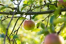 Malus domestica 'Cox Orange' Stammhöhe 40cm, Topfgröße 5 Liter