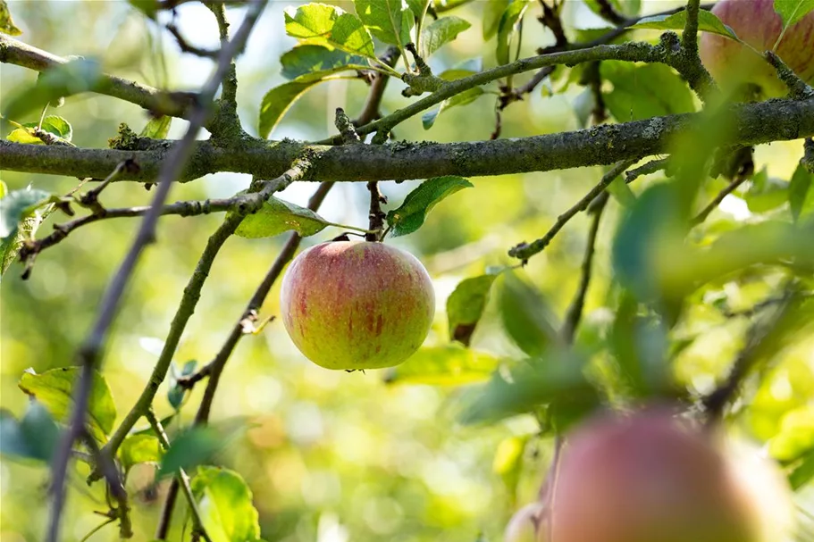 Malus domestica 'Cox Orange' Stammhöhe 40cm, Topfgröße 5 Liter