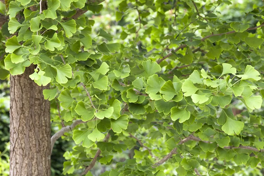 Fächerblattbaum Topfgröße 5 Liter / Höhe 60-80cm