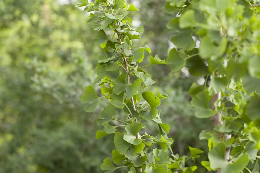 Fächerblattbaum Topfgröße 5 Liter / Höhe 60-80cm