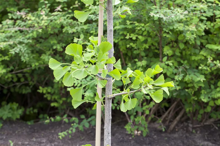 Fächerblattbaum Topfgröße 5 Liter / Höhe 60-80cm